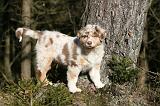 BERGER AUSTRALIEN PUPPIES 601